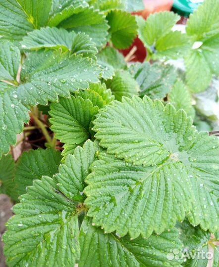 Клубника Виктория саженцы