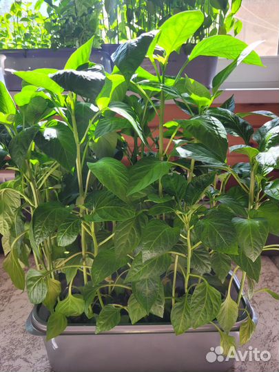 Рассада помидор и перцев