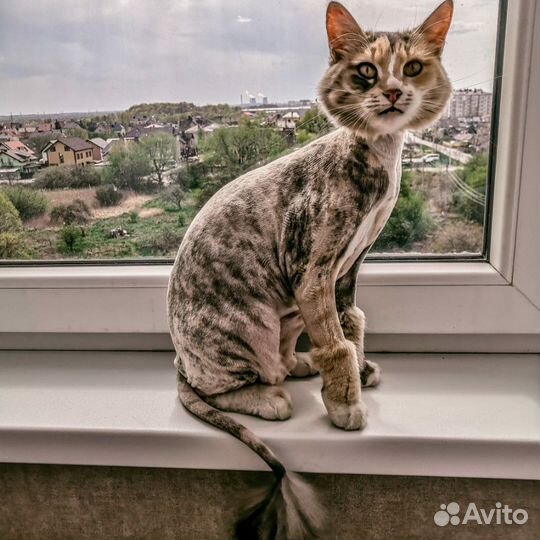 Стрижка кошек, котов с выездом