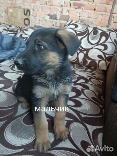 Щенки немецкой овчарки