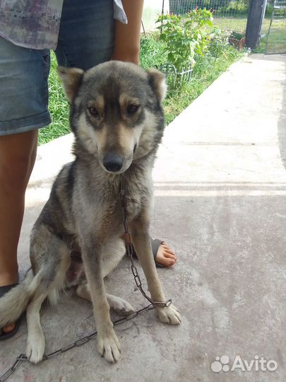 Отдам в добрые руки