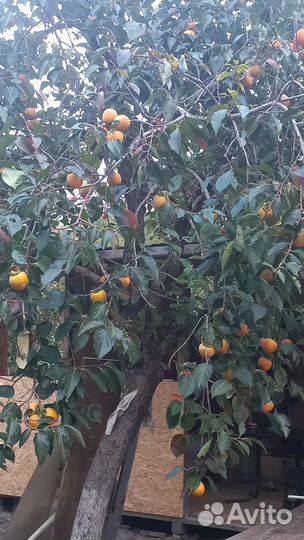 Продаётся хурма