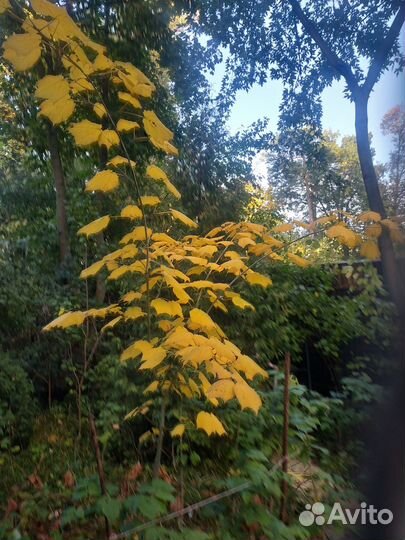 Продать растения