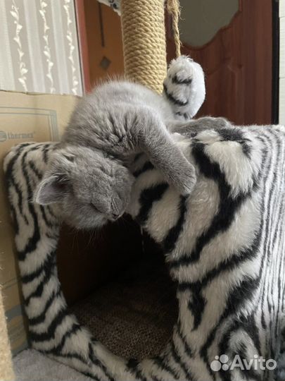 Британская короткошерстная (котята)