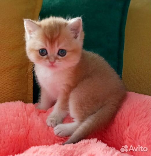 Британцы в роскошном золотом окрасе