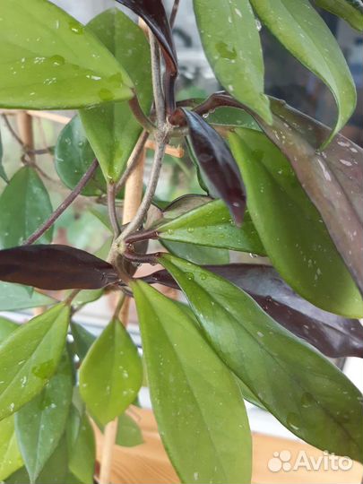 Хойя Pubicalyx royal Hawaiian purple