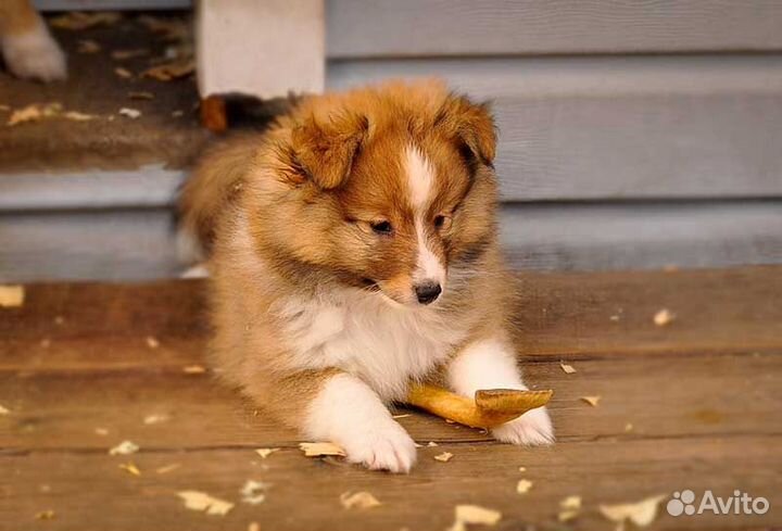 Колли и шелти