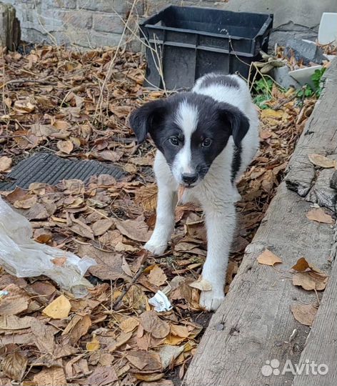 Щенки-девочки