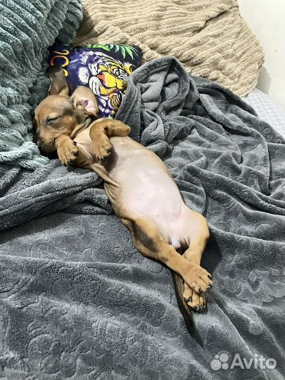 Карликовая такса щенок 2,5 мес