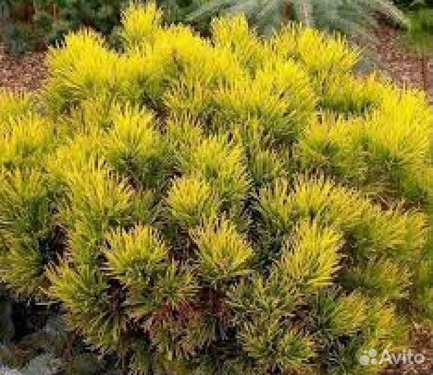 Сосна горная Винтер Голд