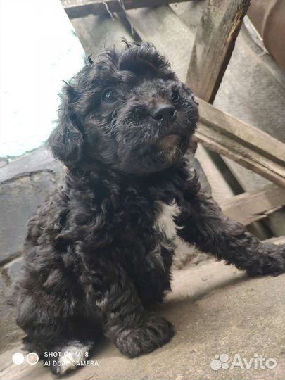 Собака маленькая порода