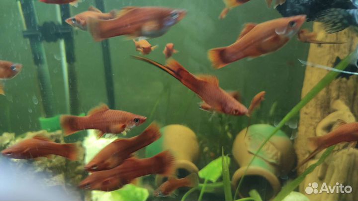 Аквариумные рыбки растения и всё для содержания