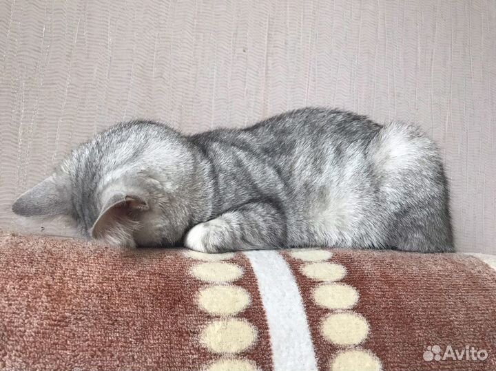 Кошка бесплатно