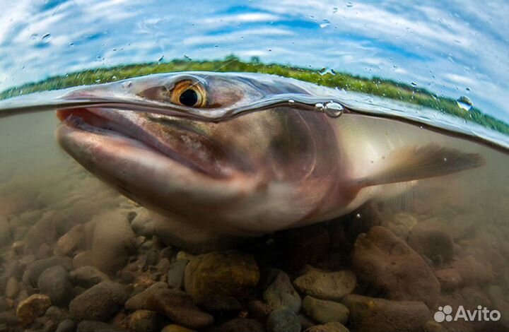 Все для рыбалки