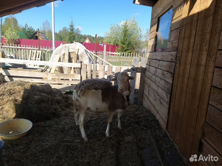 Катумский баран