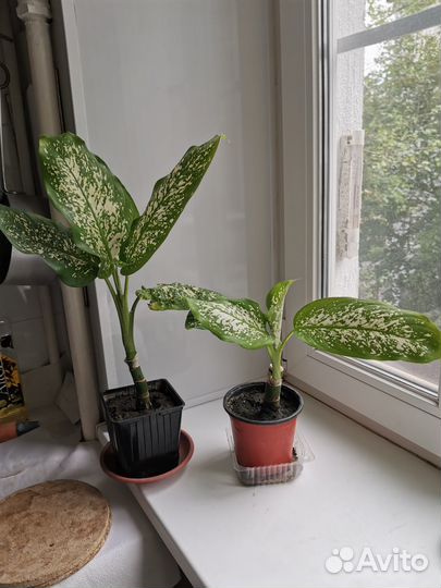 Диффенбахия, алое, молочай