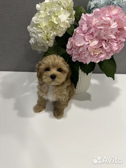 Мальтипу f1 mini micro