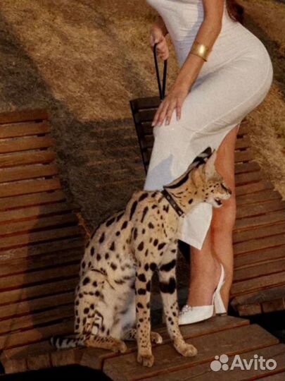 Фотосессия с кошками (бенгальская, сервал, чаузи)