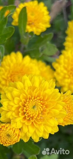 Хризантема мультифлора