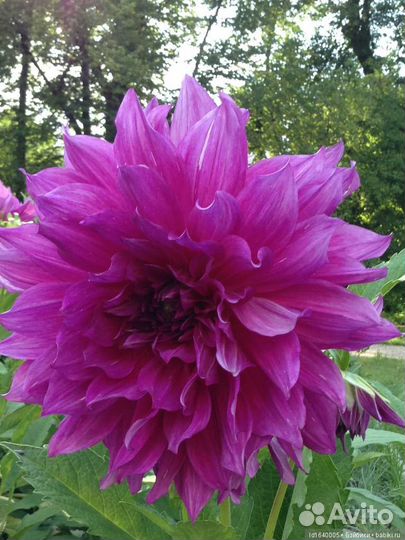 Корни георгин