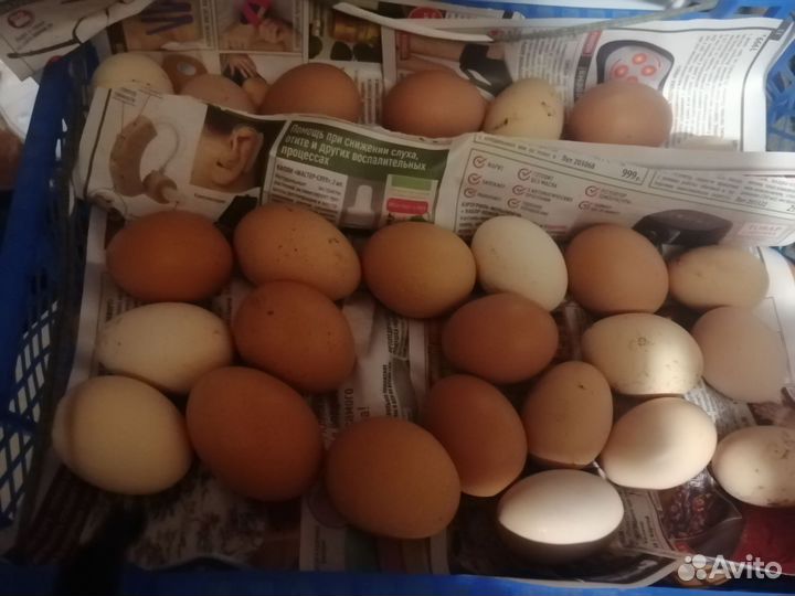 Яйцо деревенское