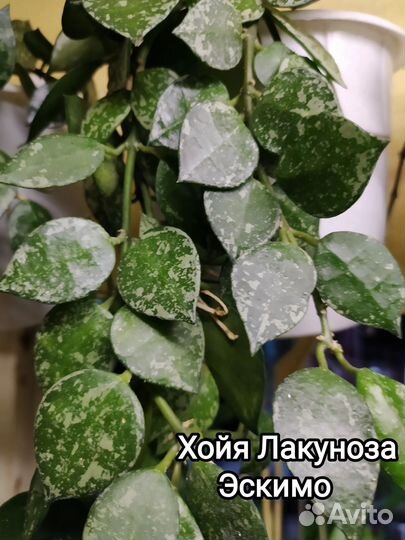 Красавицы хойи 20 сортов