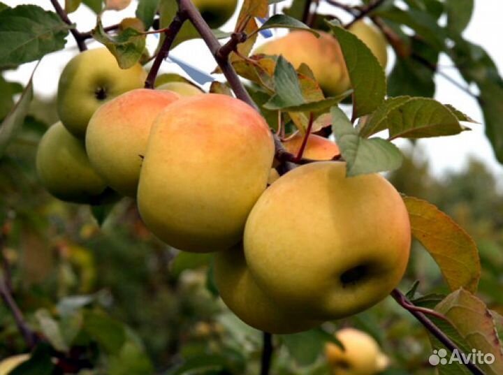 Саженцы груш, яблонь