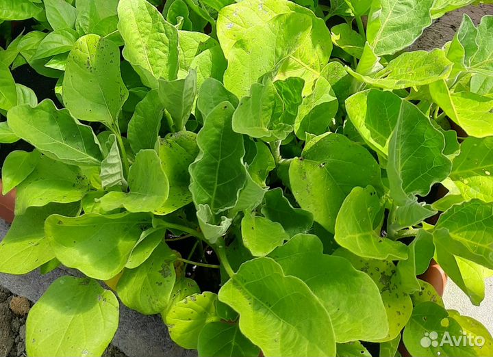 Рассада помидор, баклажан, перца(сладкий, острый)