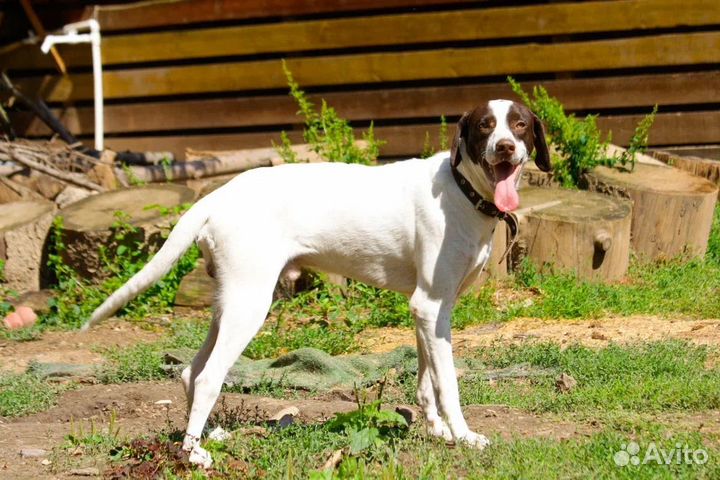 Собака в добрые руки поинтер