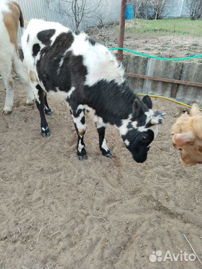 Коровы и телки