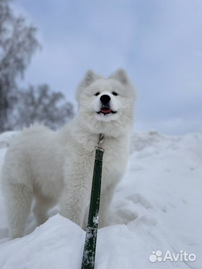 Щенки самоеда