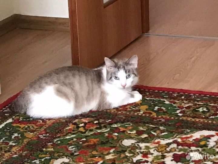 Котик в дар