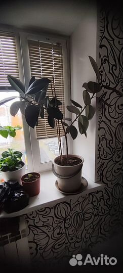 Фикус бесплатно