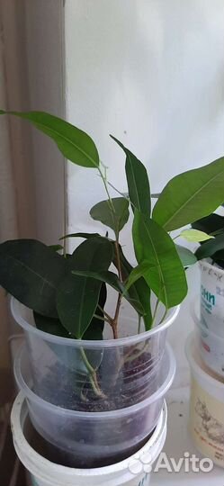Фикус Бенджамина