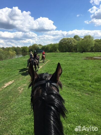 Сертификат на Конные прогулки / конные фотосессии