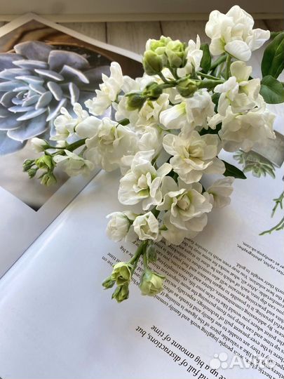 Маттиола (левкой)