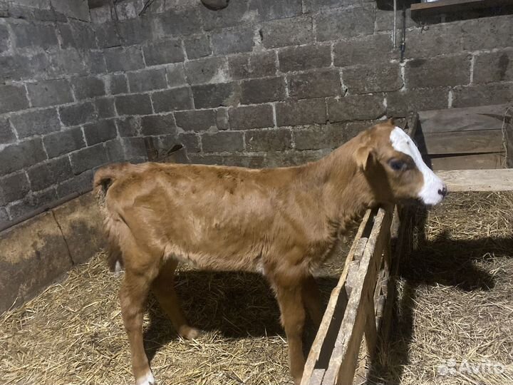 Телята телочки