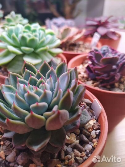 Эхеверии коллекционные 1