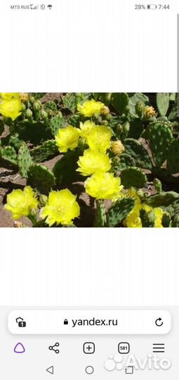 Крымский кактус