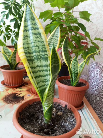 Сансевиерия лауренти