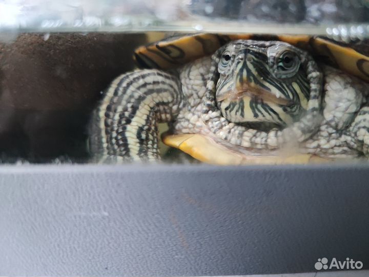 Красноухая черепаха с аквариумом
