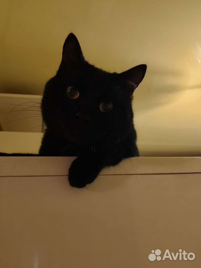 Британский котик