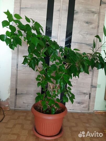 Гибискус, китайская роза