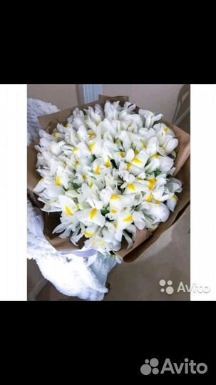 Ирис спуриа - посадочный материал