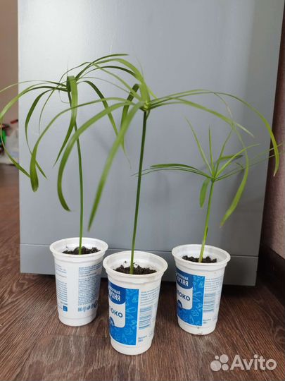 Циперус пальма