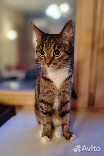 Кошка ищет дом