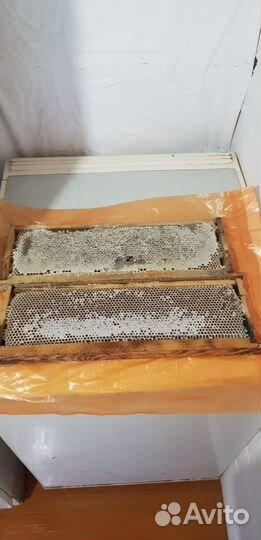 Рамка меда в сотах