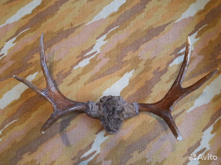 Продам рога лося
