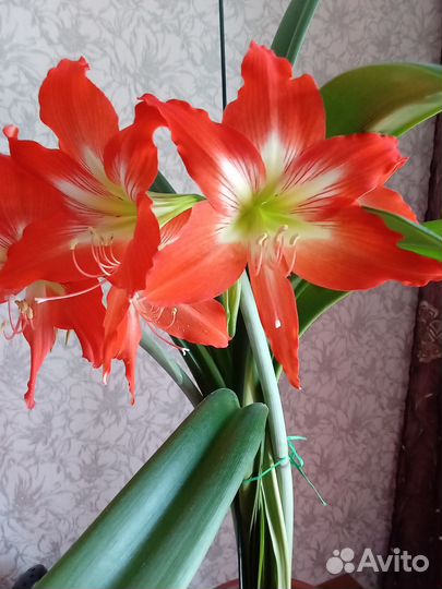 Гиппеаструм, алоэ