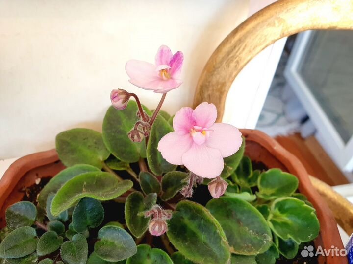 Фиалки мини и стандарт